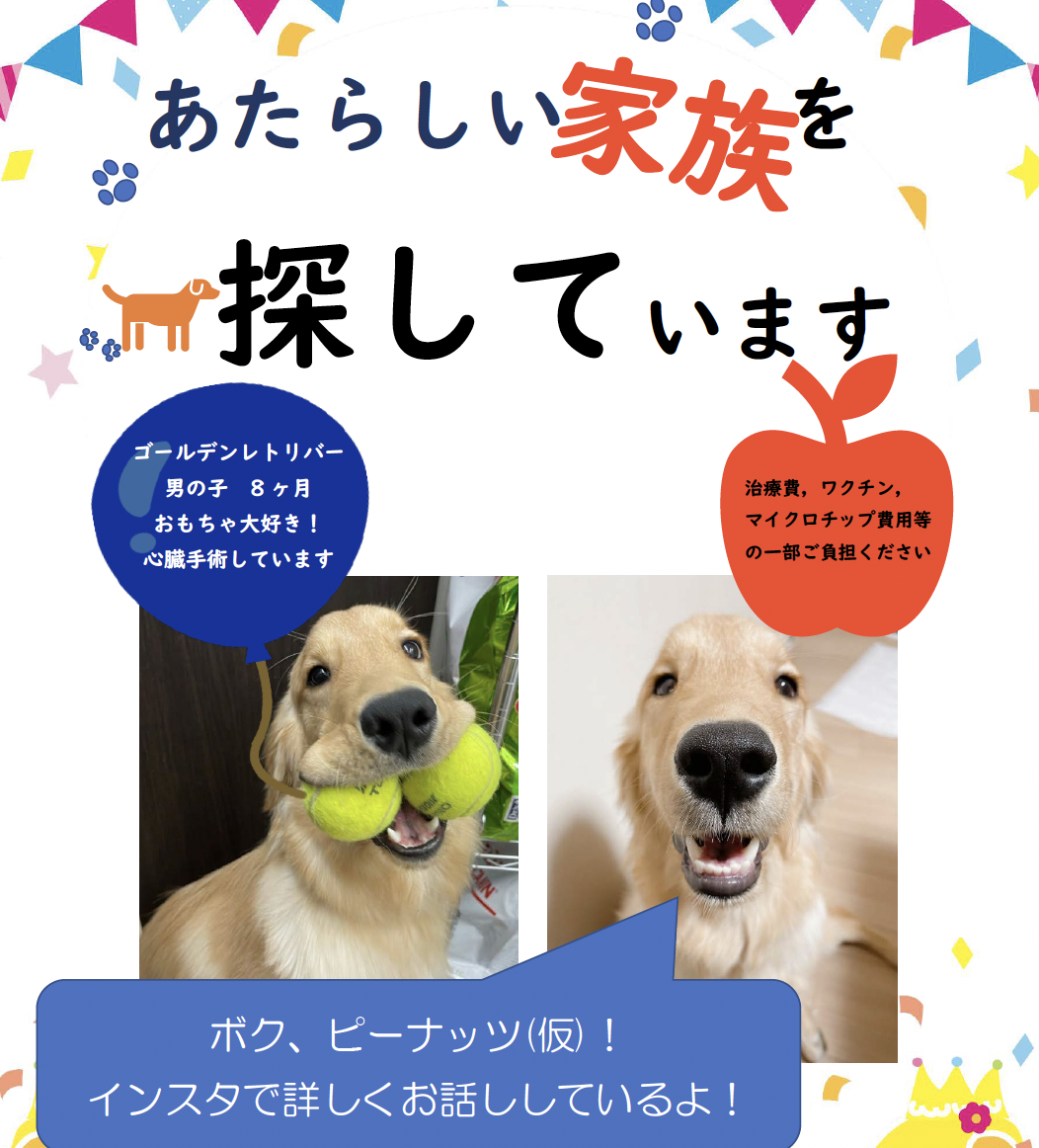 お家が決まりました 心臓手術済み Gレトリバー8ヶ月男の子 里親募集 上野の動物病院は東京都台東区 文京区 千代田区の上野の森どうぶつ病院