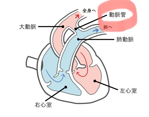 動脈管